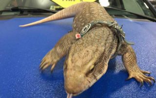 Защита кузова автомобиля от механических повреждений и коррозии полимерным покрытием Line-X. Варан