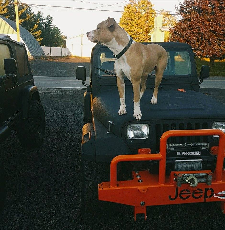 Line-X. Line-X – надежная защита для автомобиля от механических повреждений и коррозии.