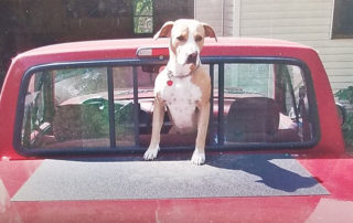 Защитное покрытие Line-X для любителей домашних животных